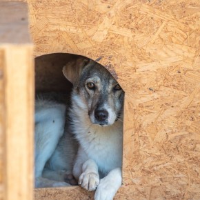 Amicii Dog Rescue - ALR Photography