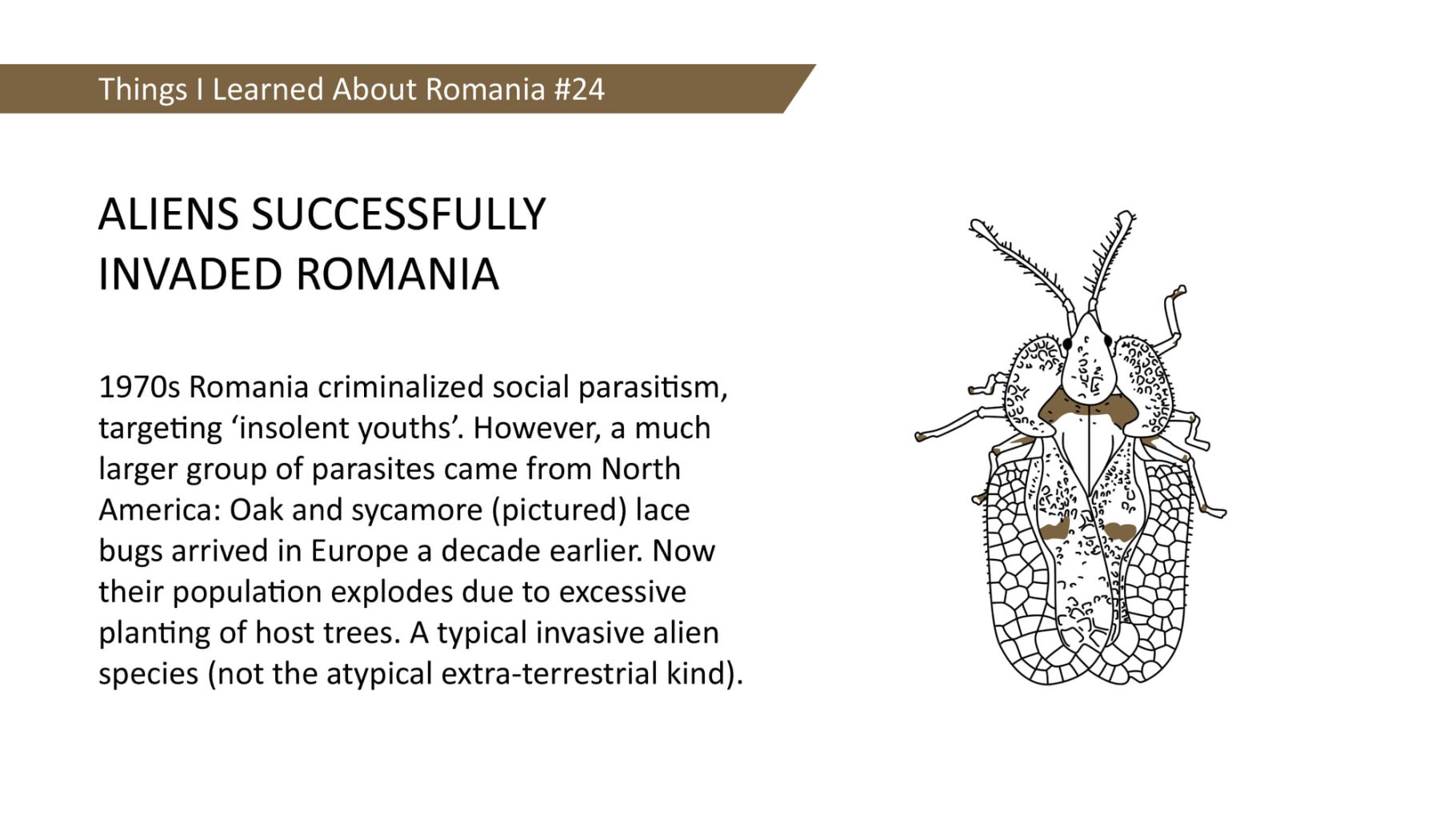 Things I Learned About Romania #24 - 1970s Romania criminalized social parasitism, targeting 'insolent youths'. However, a much larger group of parasites came from North America: Oak and sycamore (pictured) lace bugs arrived in Europe a decade earlier. Now their population explodes due to excessive planting of host trees. A typical invasive alien species (not the atypical extra-terrestrial kind).