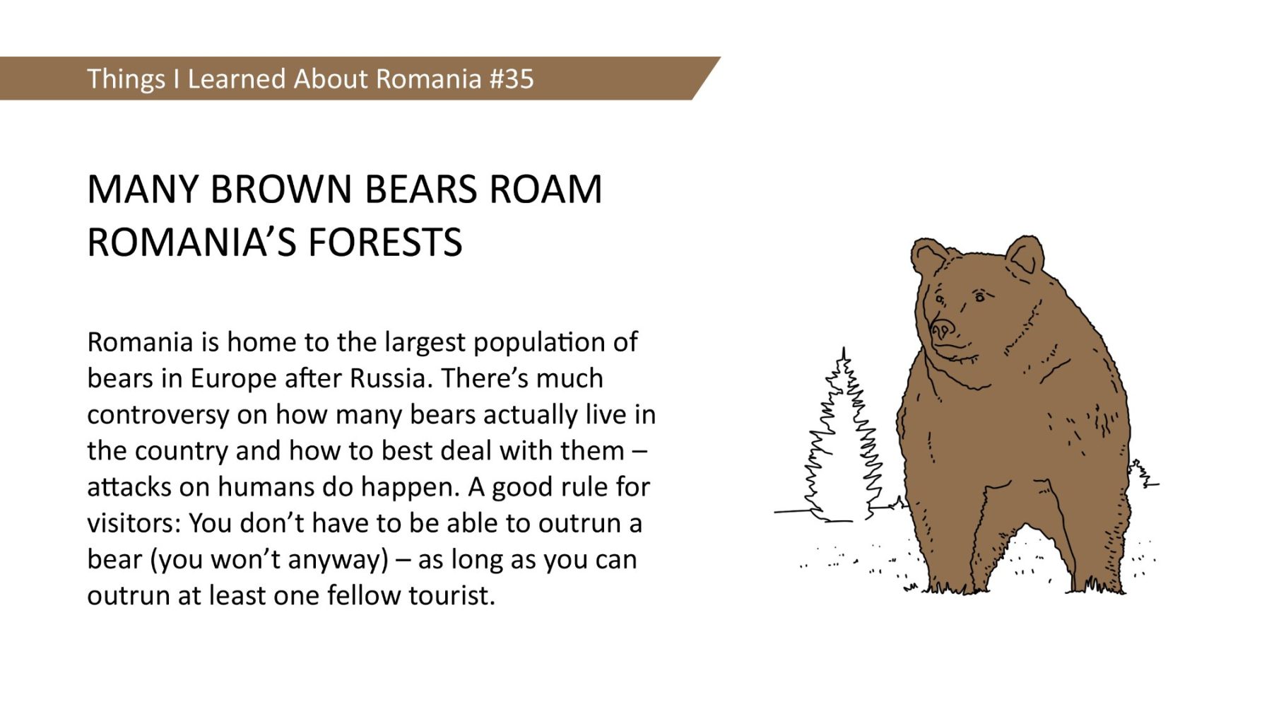 MANY BROWN BEARS ROAM ROMANIA'S FORESTS - Romania is home to the largest population of bears in Europe after Russia. There's much controversy on how many bears actually live in the country and how to best deal with them attacks on humans do happen. A good rule for visitors: You don't have to be able to outrun a bear (you won't anyway) - as long as you can outrun at least one fellow tourist.